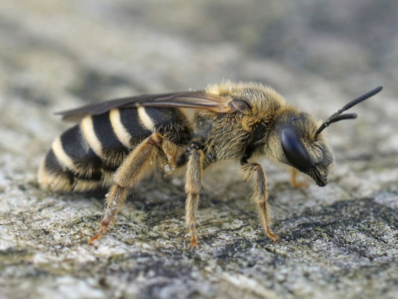 end banded furrow bee