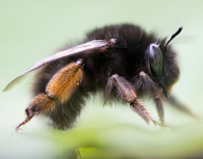 flower bee