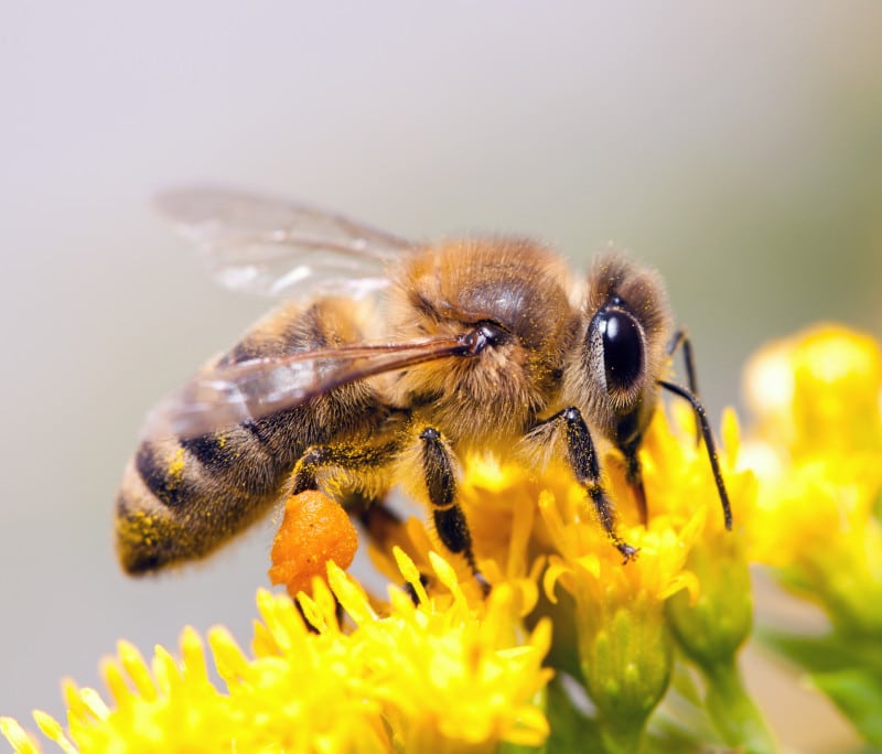 honey bee 1