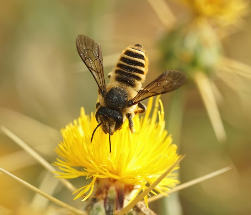 leafcutter bee