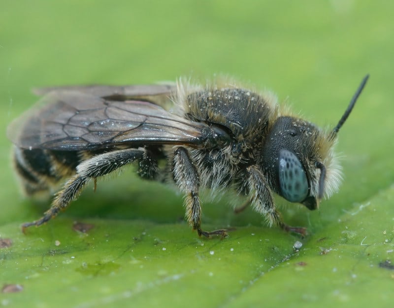 lesser mason bee