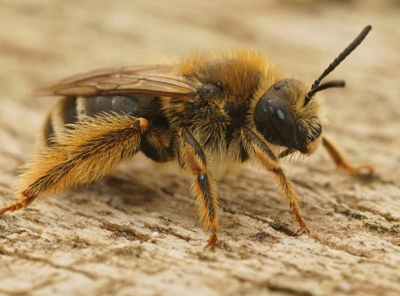 longhorn bee