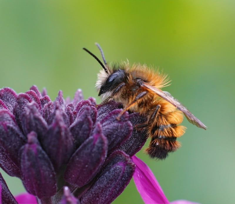 mason bee