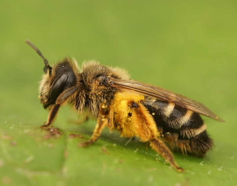 mining bee