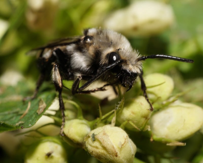 mourning bee