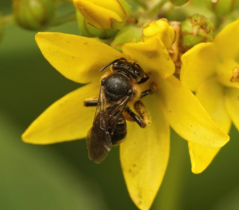 oil collecting bee