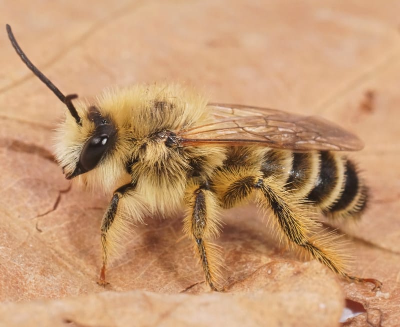 pantaloon bee