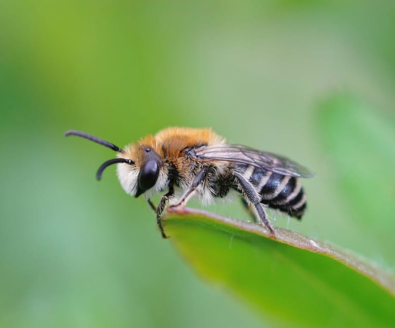 plasterer bee