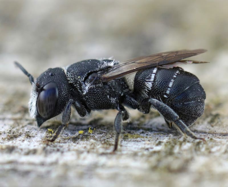 resin bee