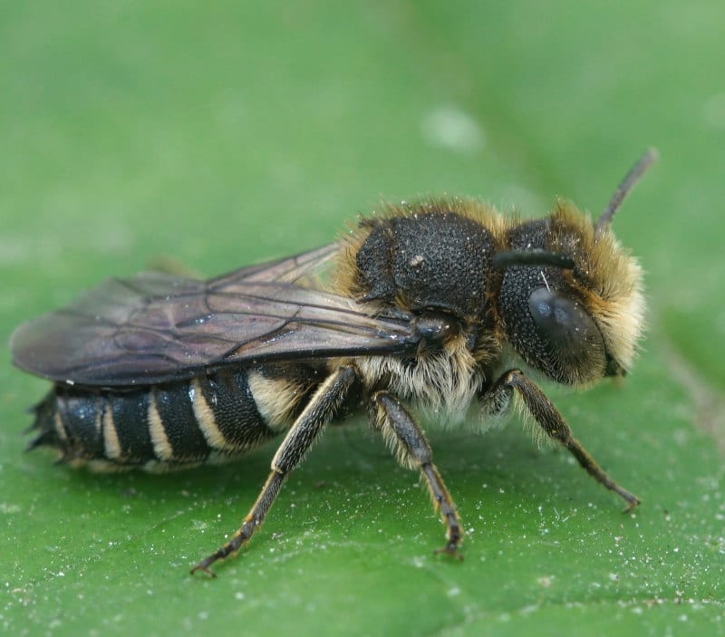 sharp tailed bee