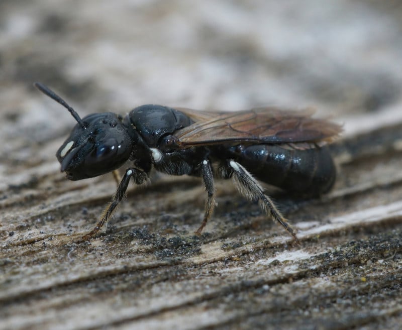 small carpenter bee