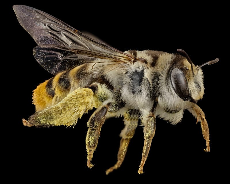 stenotritidae bee