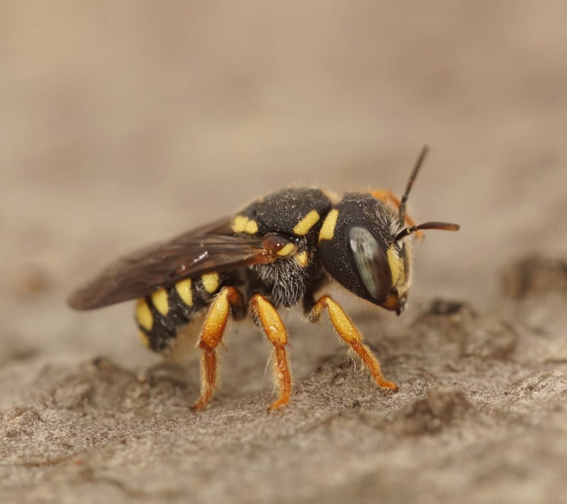 wool carder bee