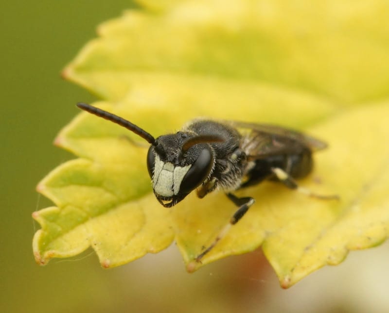 yellow faced bee