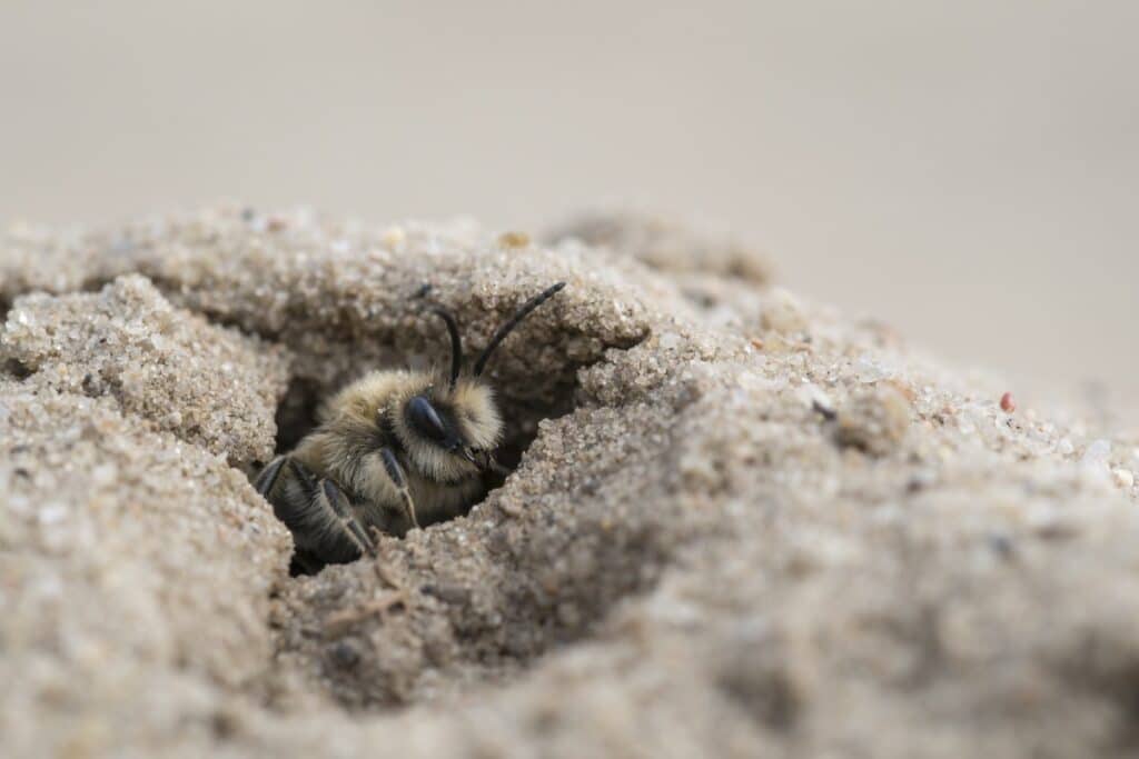Mining bee Andrena barbilabris