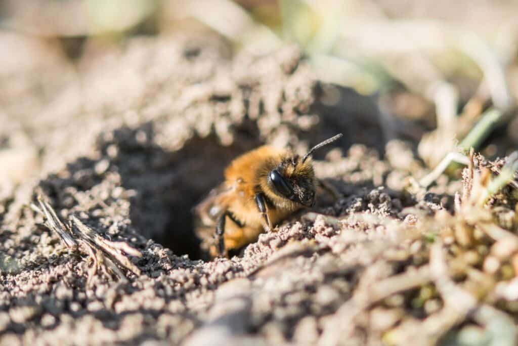 ground nesting bees article