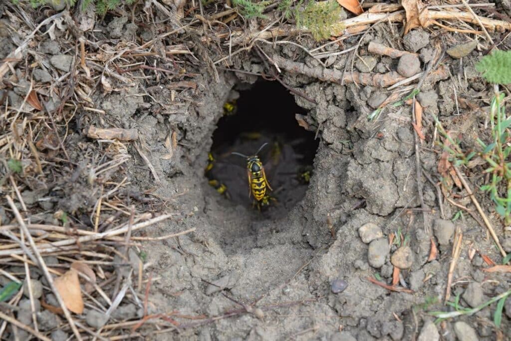 ground nesting yellow jackets