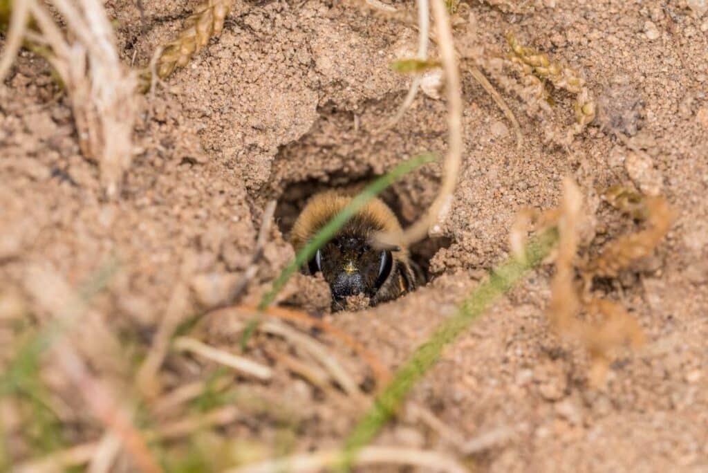 mining bees